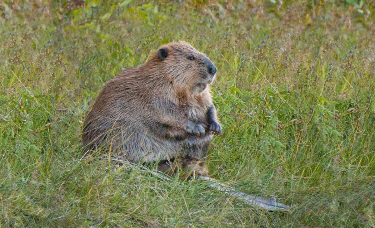 This large beaver is relaxed, sitting on its wide, flat tail in a grassy field.