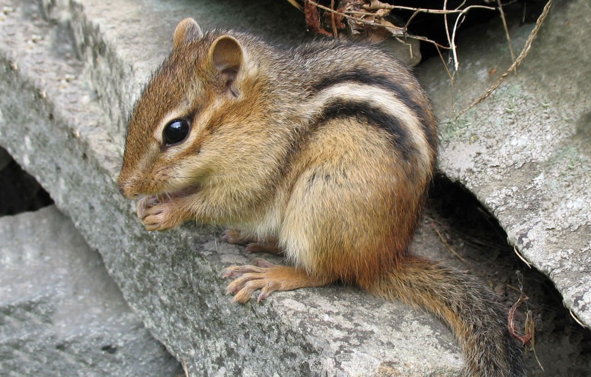 A small chipmunk is sitting on a rock pile with a seed in its front paws.