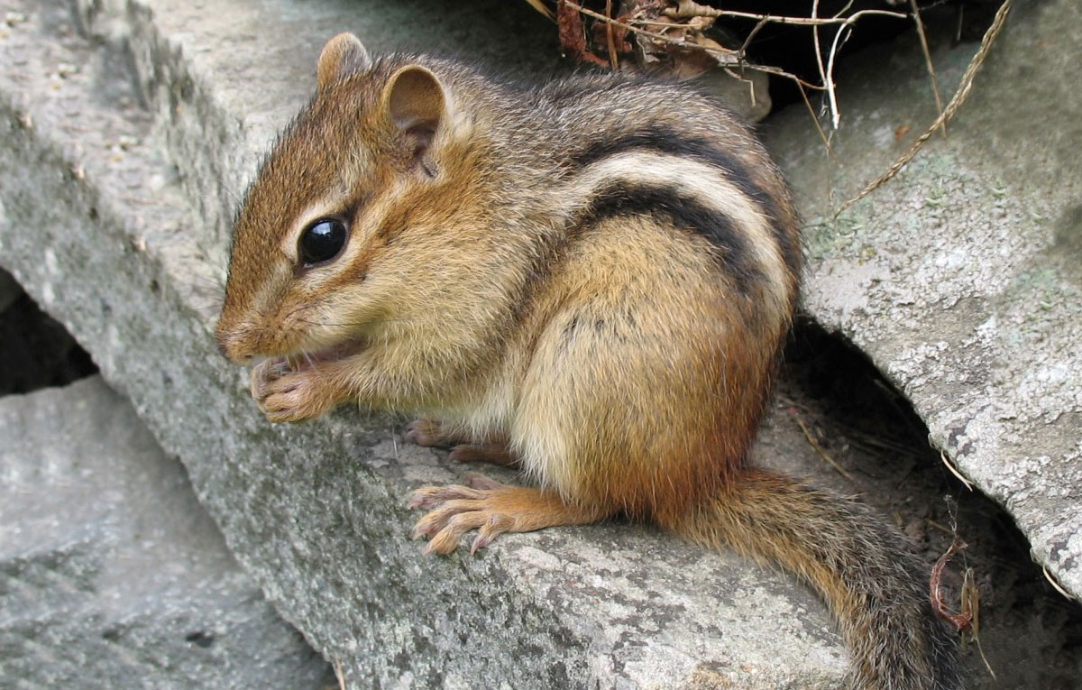 How To Trap Chipmunks 