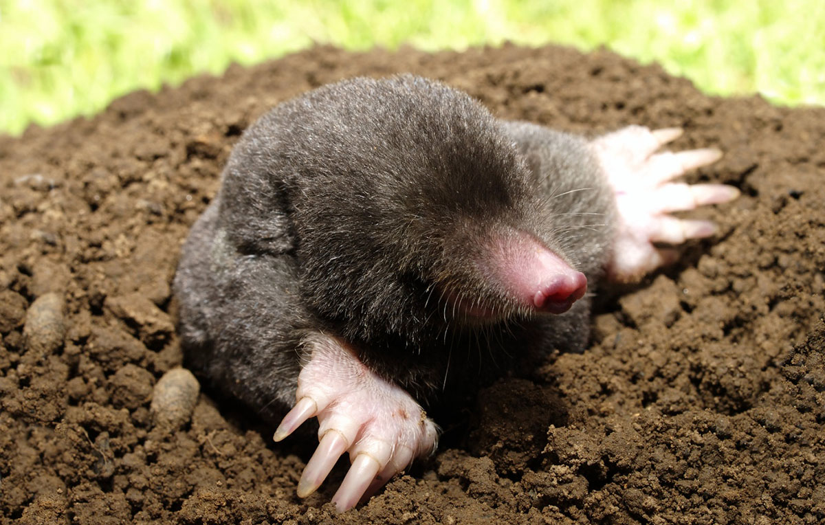 Eastern Mole – Wildlife Illinois