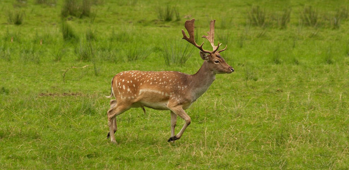 Male fallow deer have white spots and antlers that are wider and flattened compared to a white-tailed deer. Fallow deer are not native to Illinois.