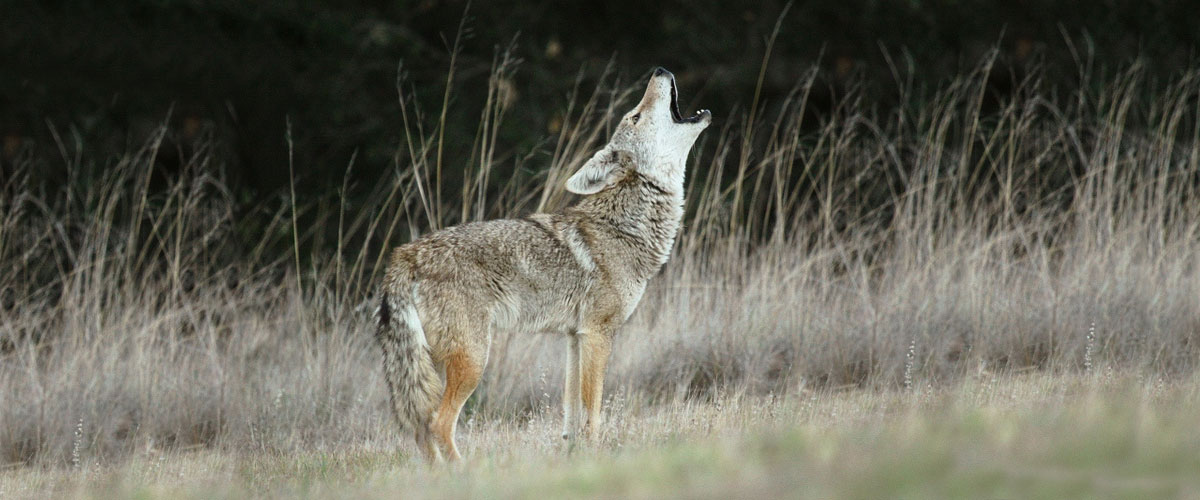 Coyotes live and die by Mike Smith