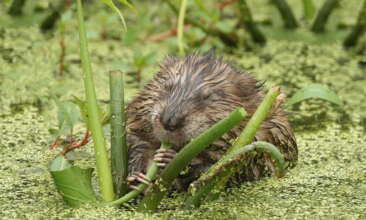 This muskrat is enjoying a meal of vegetation as it sits in the water. It uses its long claws for digging into river banks and the banks of drainage ditches.