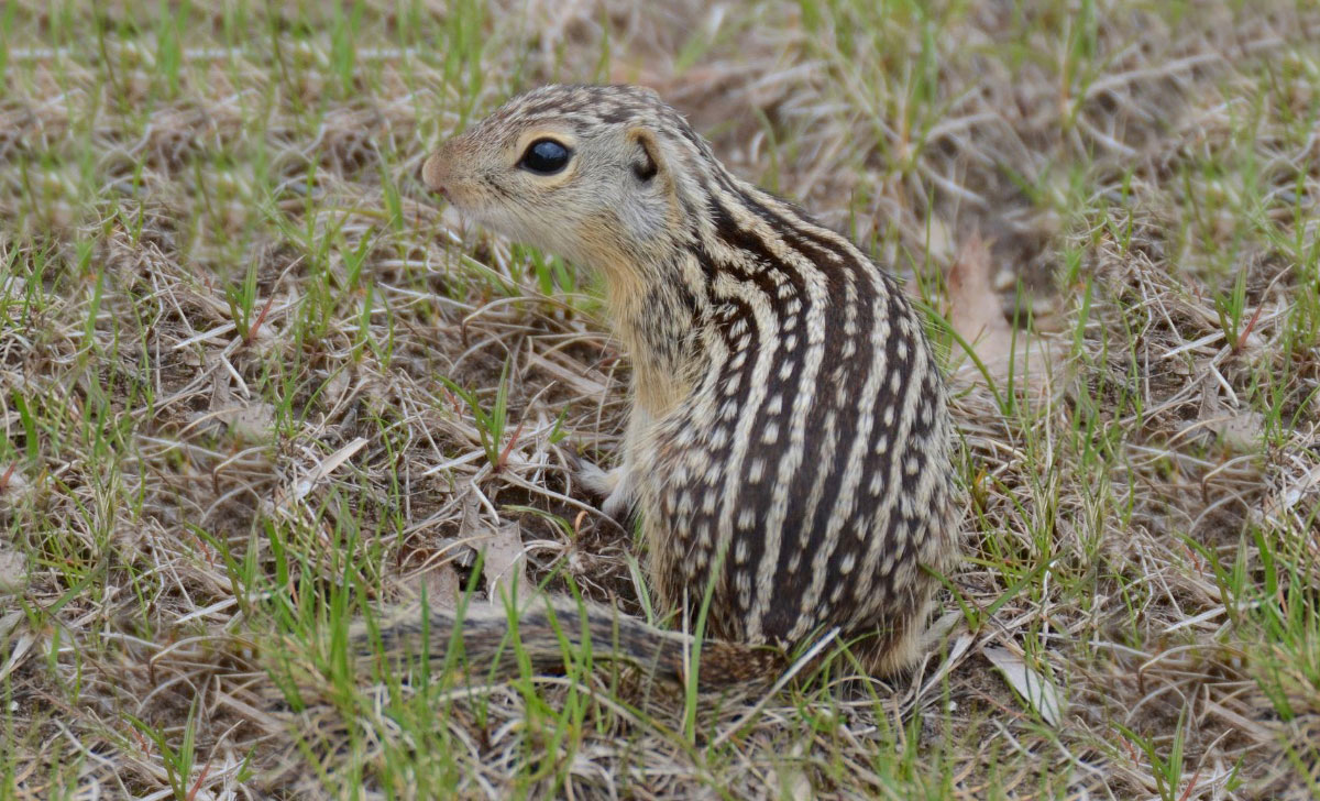 Ground-Squirrel interesting profile facts, its history, lifespan, traits, temperament, fur, habitat, breeding, speed, range, diet, health, adaptation, predators, Gestation, threats, litter, prey, ecological role