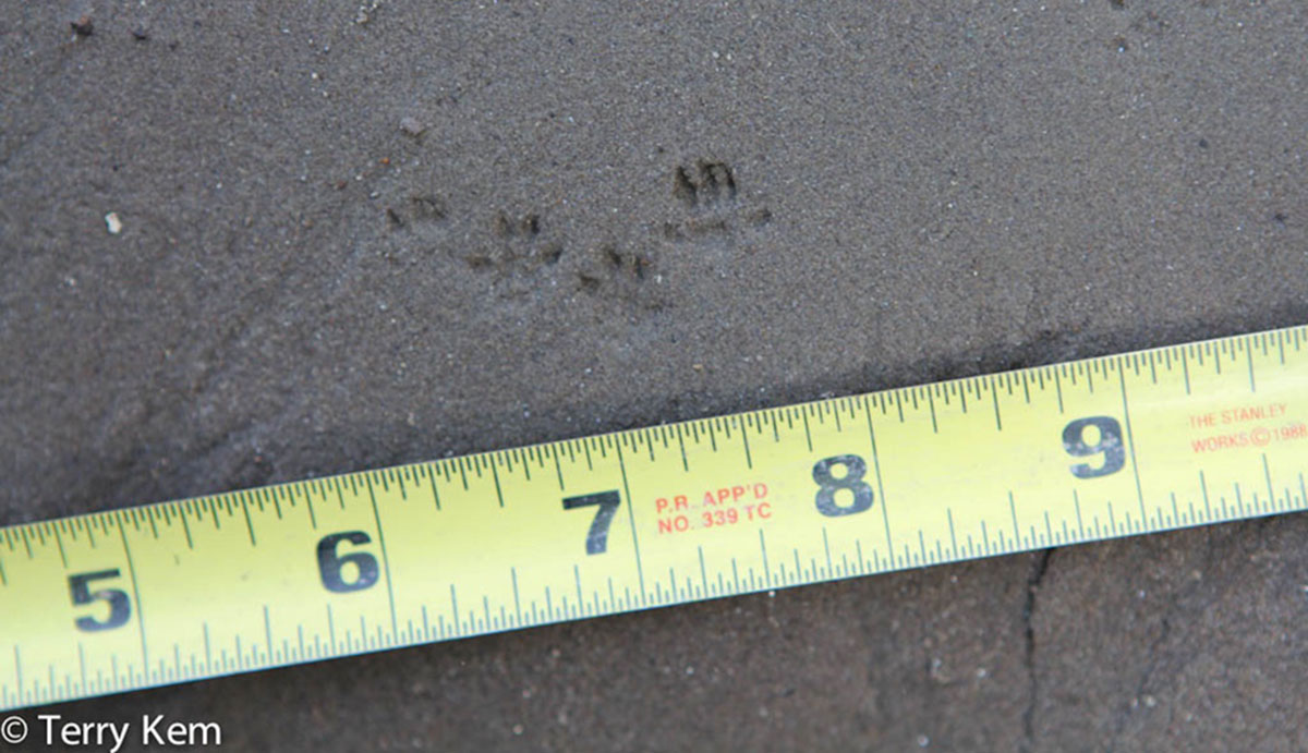 Set of four deer mouse tracks next to a tape measure.