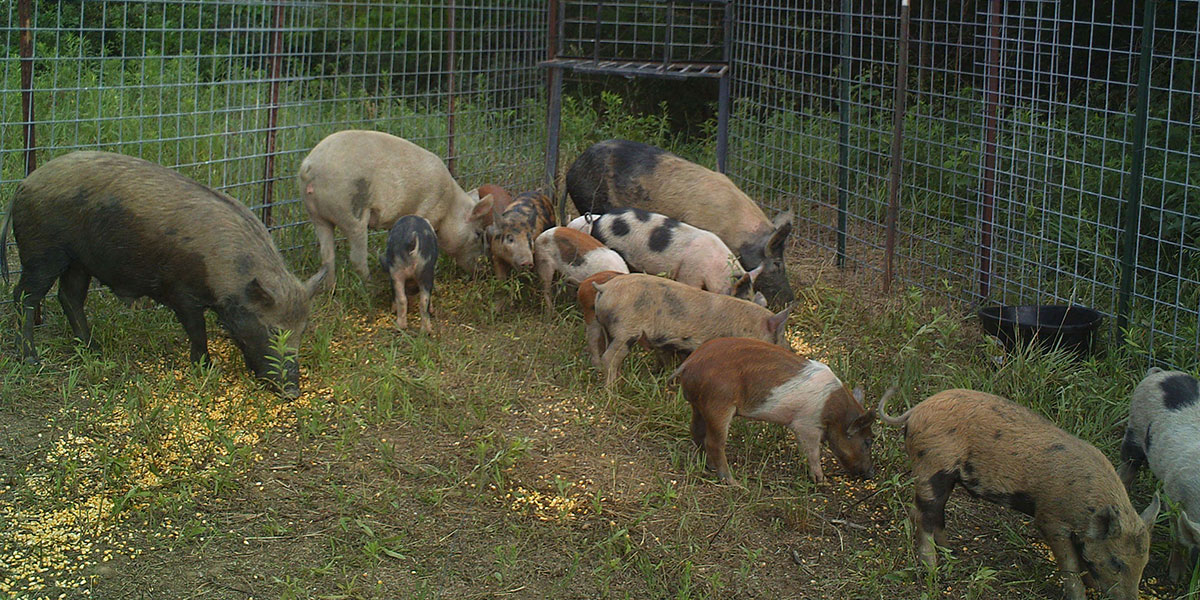 Three female feral hogs in a pen with 11 young feral swine. These feral swine show a range of coats colors, as some have light brown, pink, black or rusty colored patches.