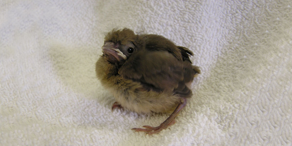 This baby bird is just a few days away from being ready to leave the nest. Adult birds will often care for chicks this size that have fallen out of the nest. If you find a feathered chick, leave it where you found it and keep cats and dogs out of the area.