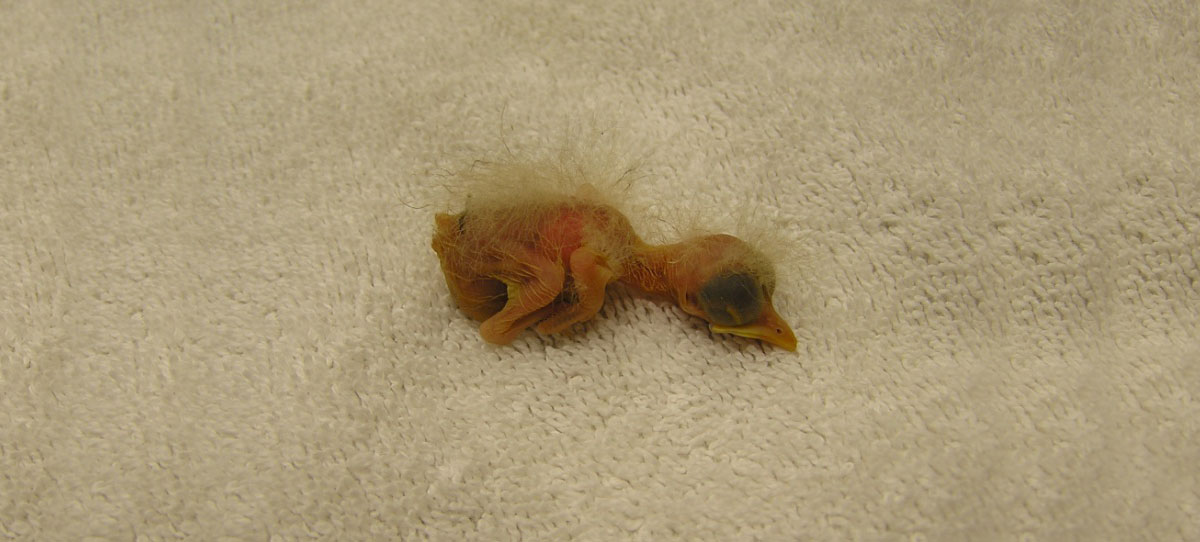 This hatchling is two to three days old. It is too young to survive outside the nest.