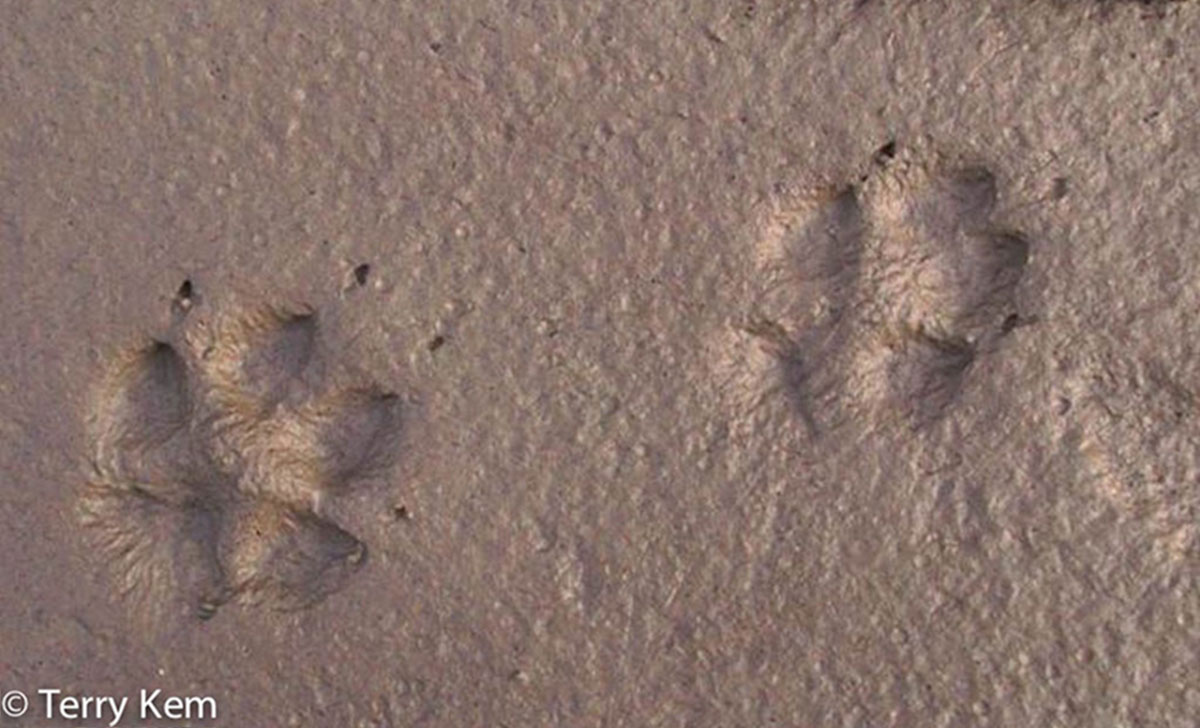 Red fox tracks in the mud. Note that not all of the claw marks register. Since foxes have a lot of fur on their paws, their tracks are usually somewhat indistinct.