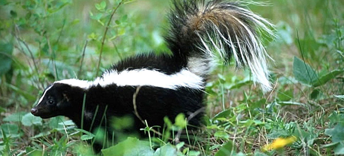 Striped skunks are distinctive with their black fur, white nose stripe, and two white stripes that extend down the back to the tail.