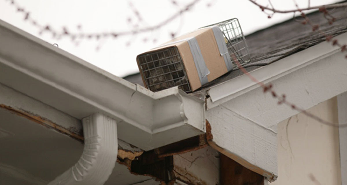 The newspaper was removed by the squirrel, so a live trap was set. The gray squirrel trapped here was safely removed. The damage was then repaired to prevent the squirrel's return.