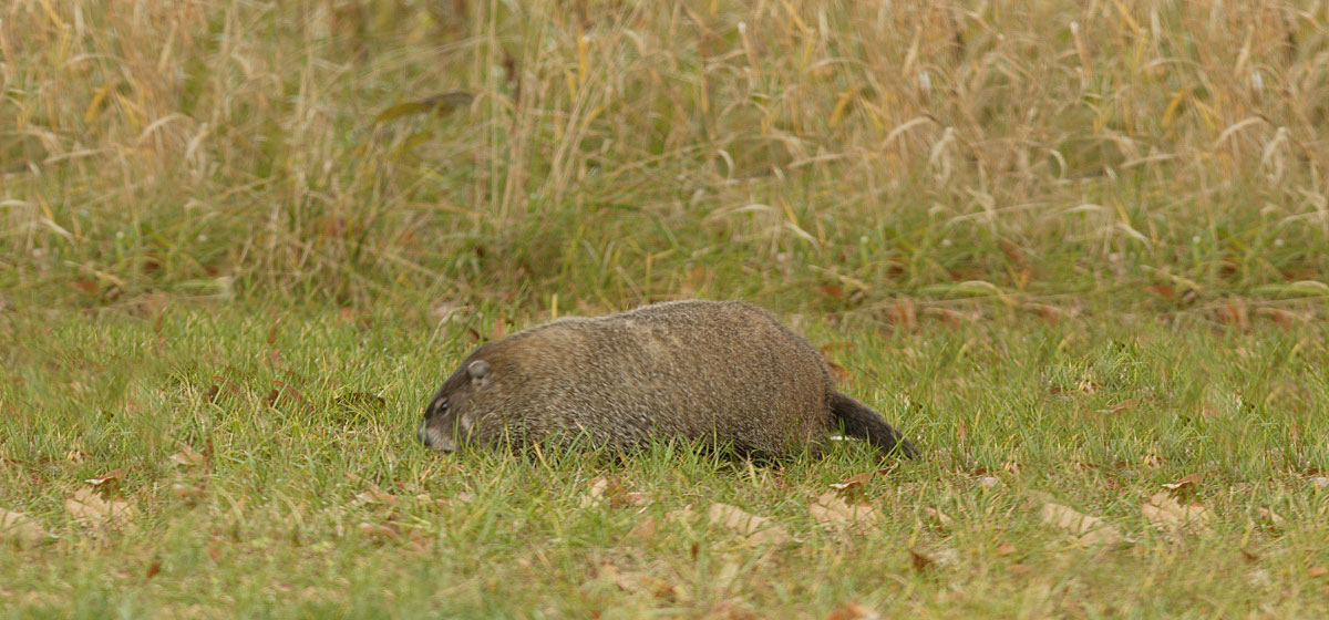 A woodchuck forages in the short grass.