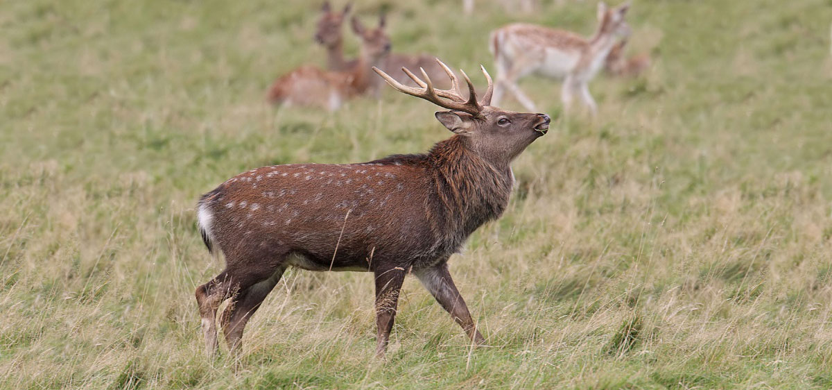 Sika deer are native to Japan.