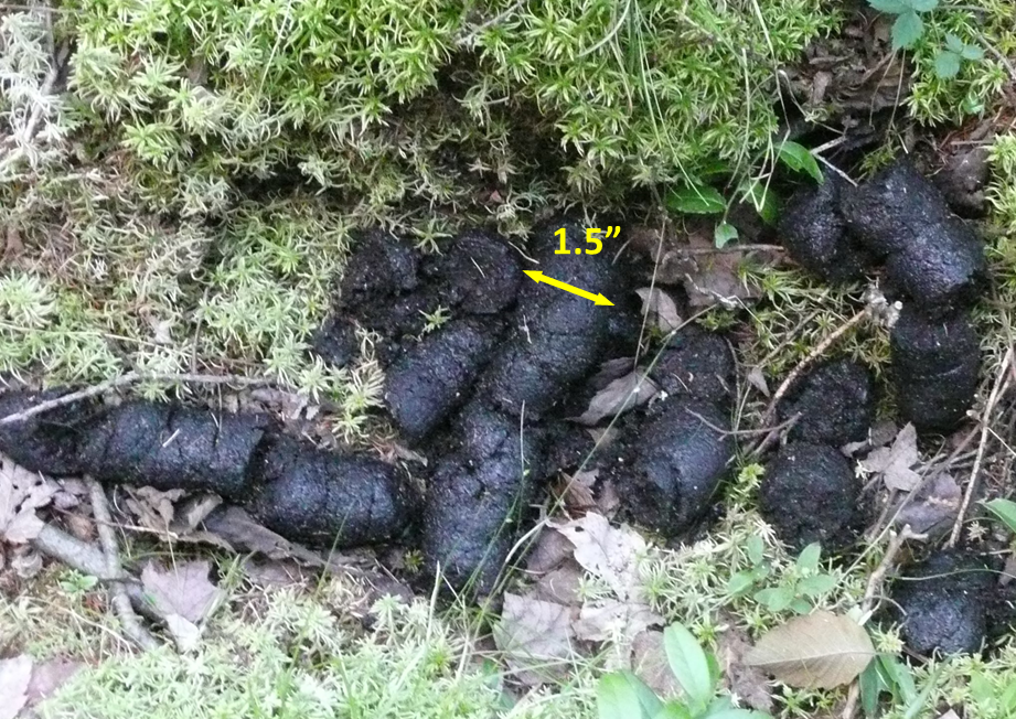 Photo of black bear scat.