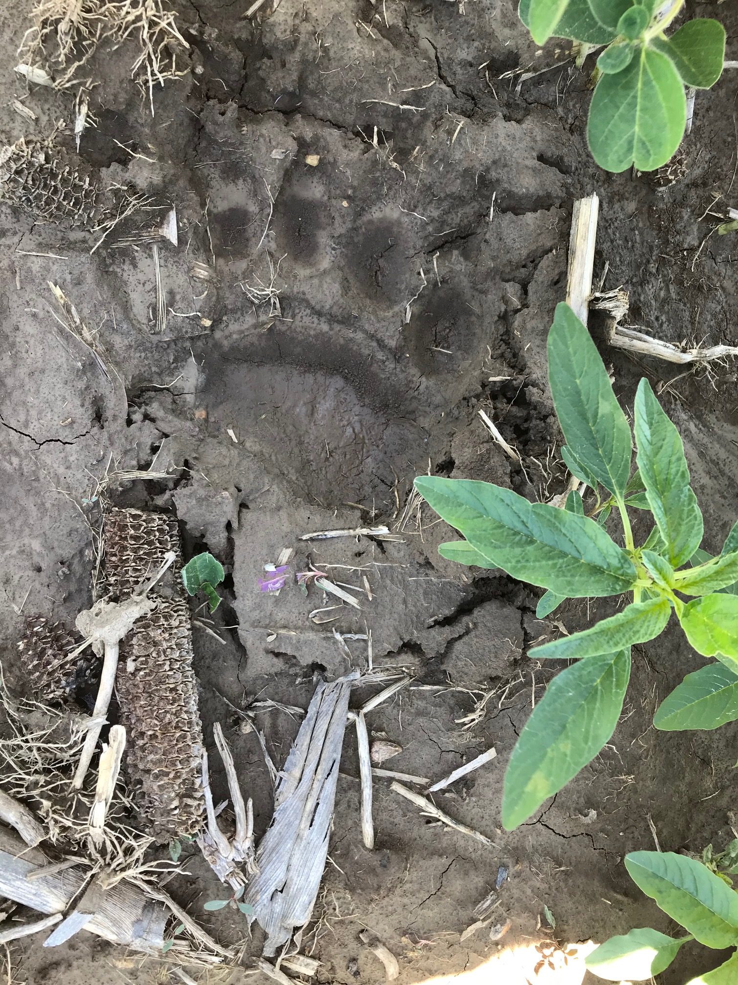 bear paw print in mud bear paw print in mud