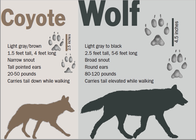 Graphic comparing the physical characteristics used to identify coyotes and wolves.