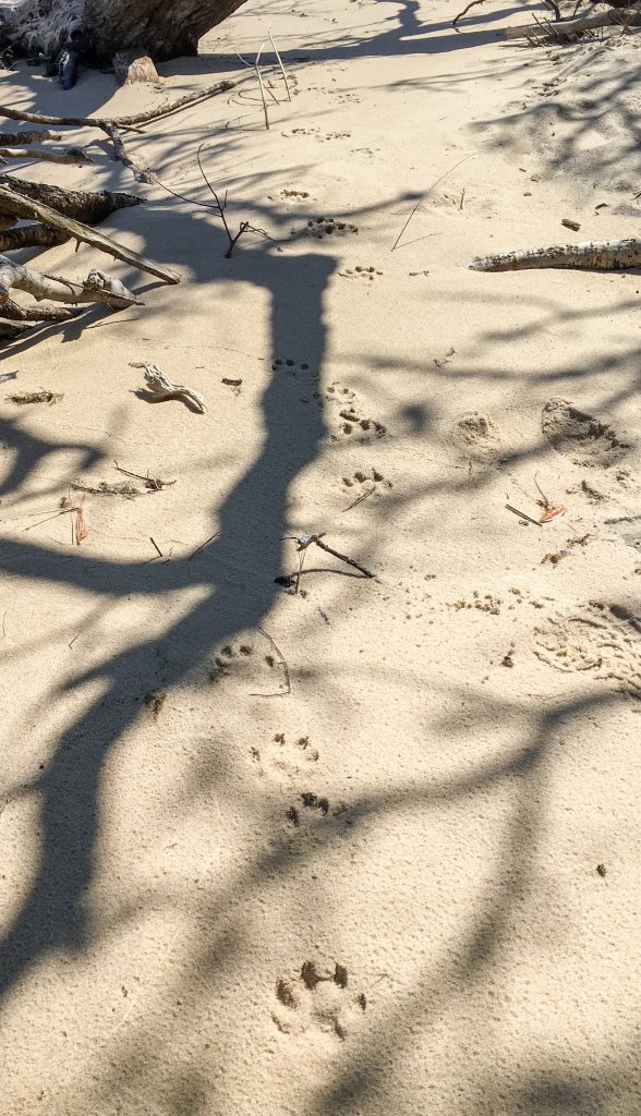 Otter tracks