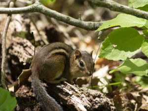 Chipmunk on a log.