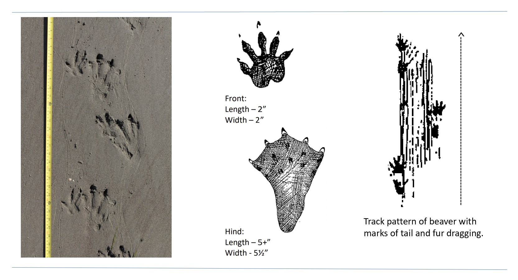 Photo and illustrated tracks of a beaver.