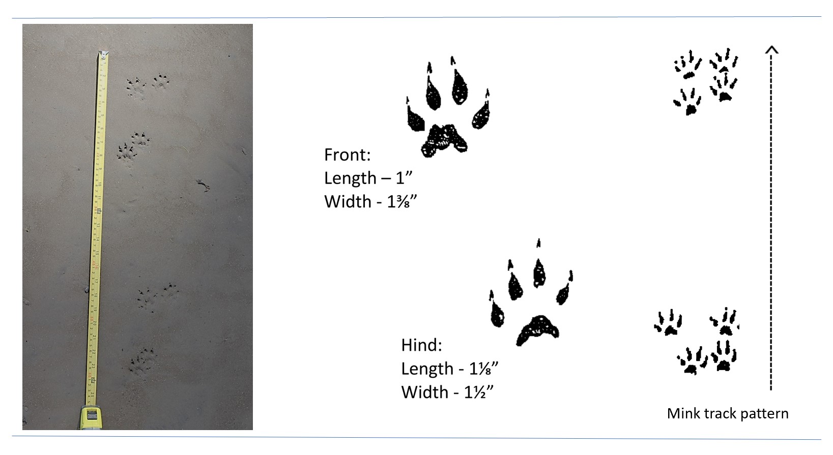Photo and illustrated tracks of an American mink.