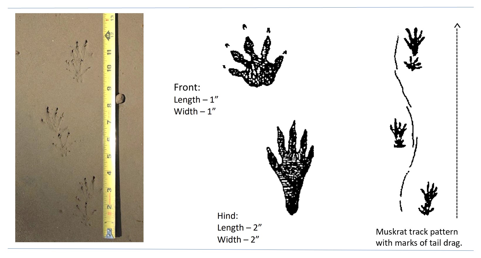 Photo and illustrated tracks of a muskrat.