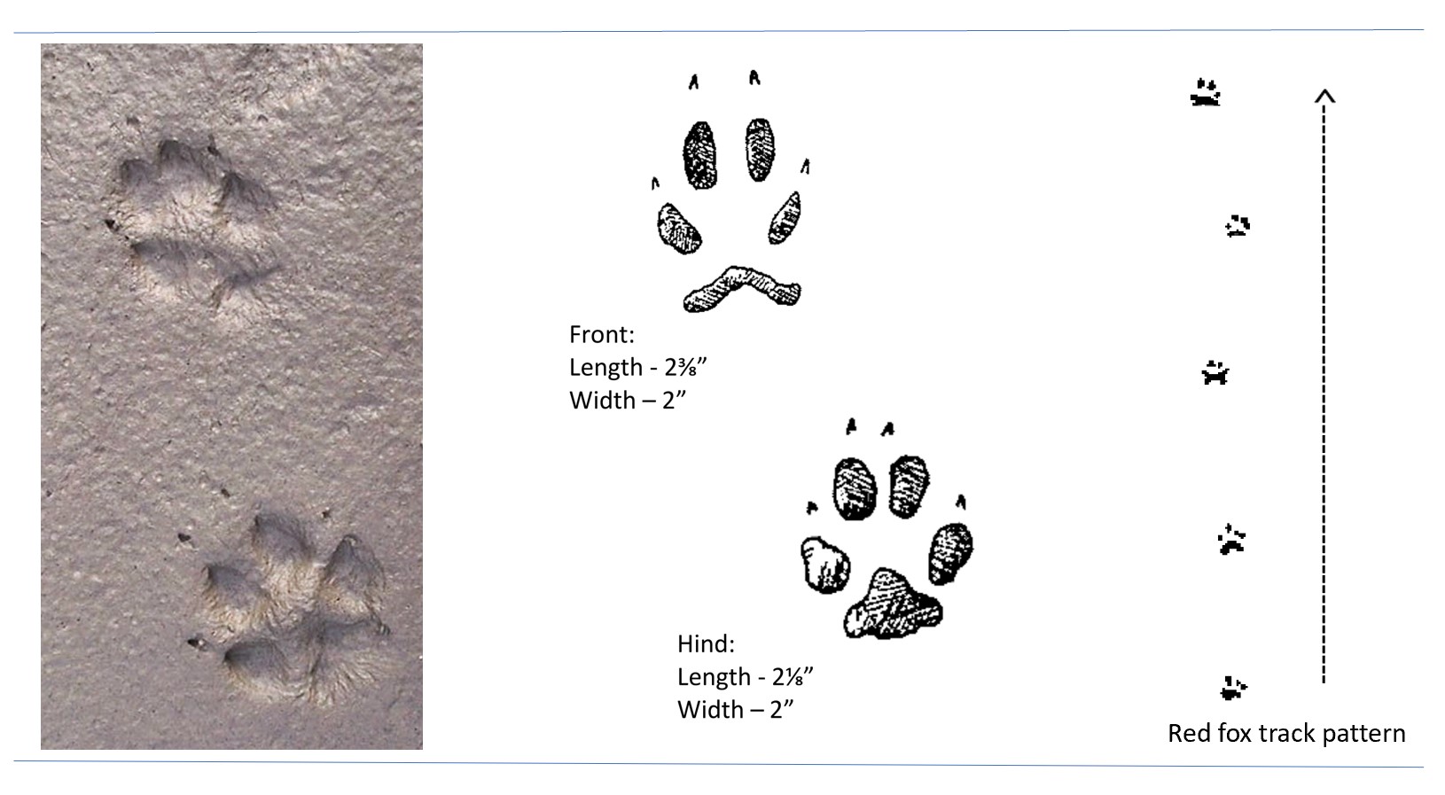 Photo and illustrated tracks of a red fox.