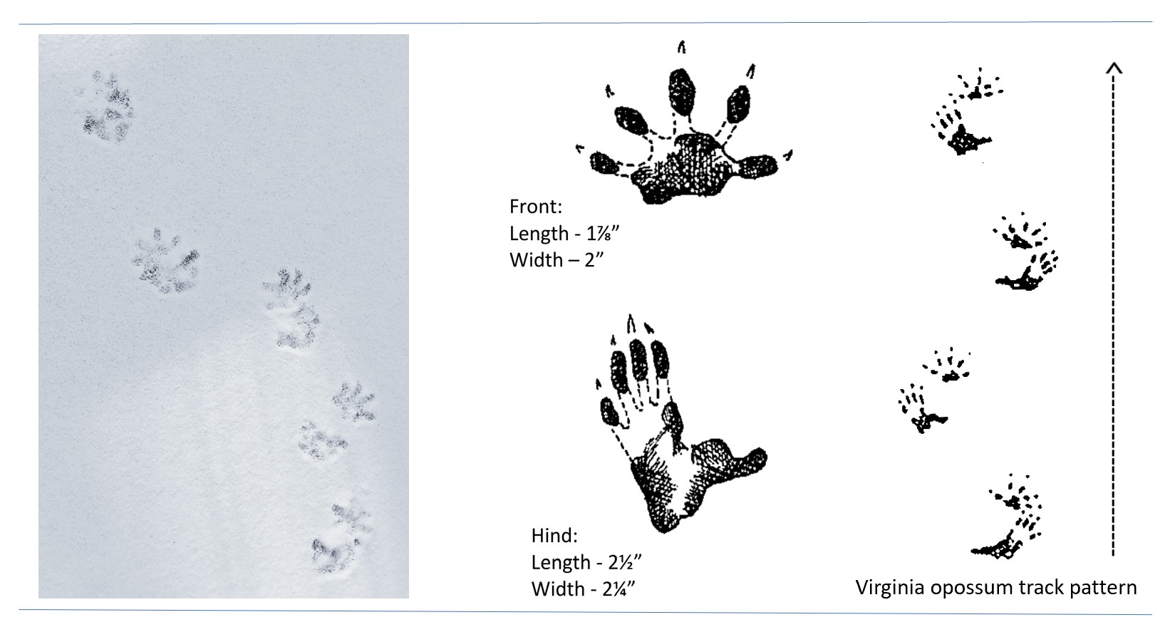 Photo and illustrated tracks of a Virginia opossum.