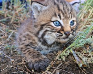 A bobcat kitten in vegetation.