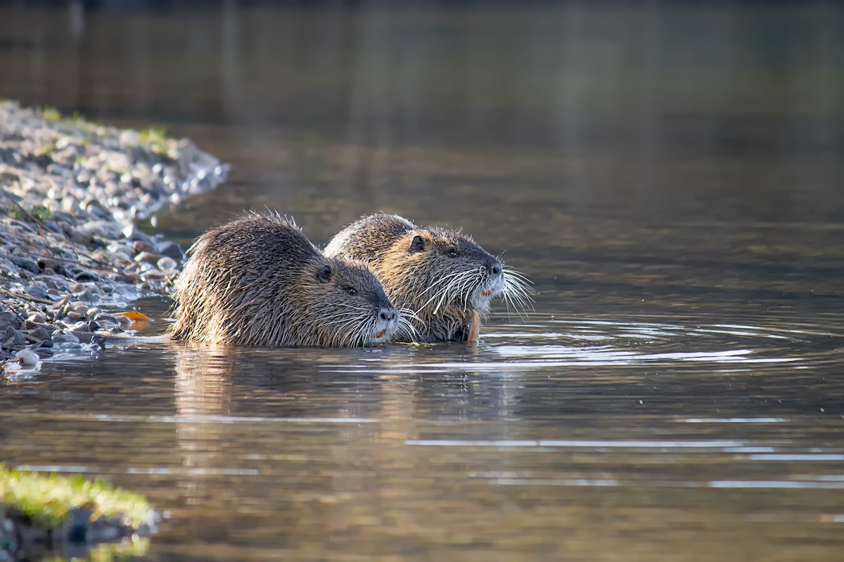 Two nutria sitting in the water near the streambank.