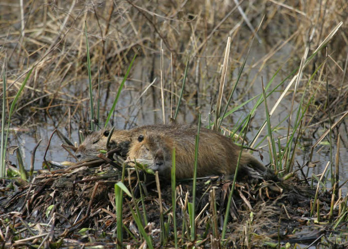 Two nutria laying on their shelter in a wetland.