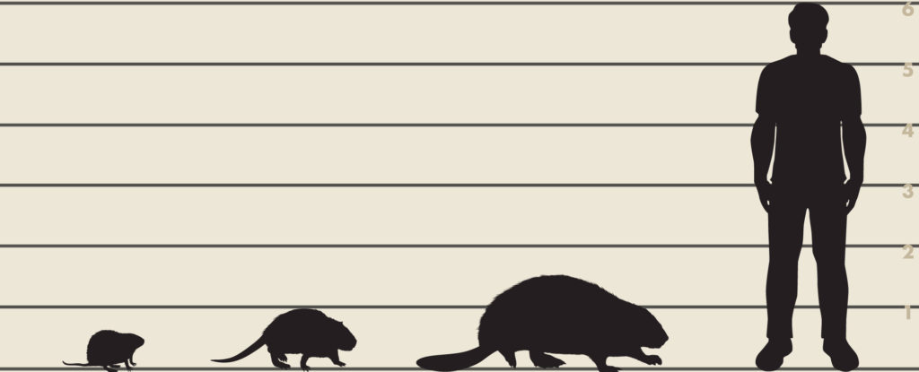 Size comparison of a six-foot man, muskrat, nutria, and beaver.
