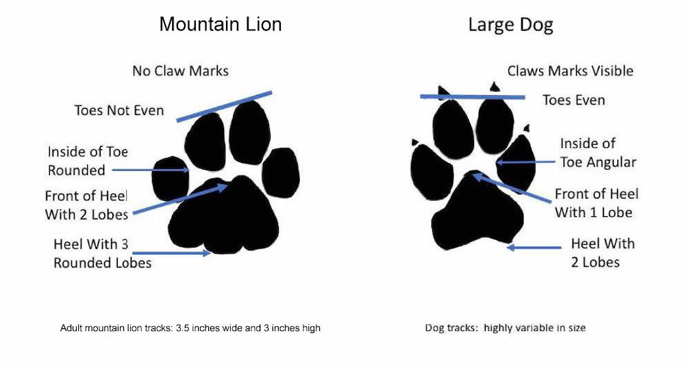 Graphic showing the difference between a mountain lion track and a large dog track. A mountain lion's paw print will have toe marks that are slanted at an angle while the dog's two front toes will line up in a straight line. Claw marks may be present in dog tracks, but mountain lions retract their claws while walking.